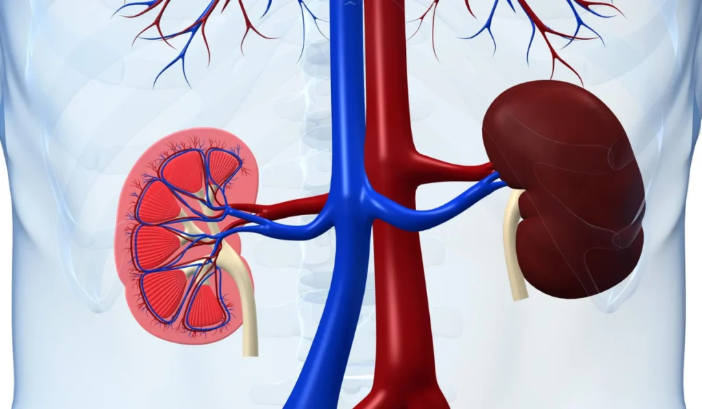 insuficiencia-renal-senaless